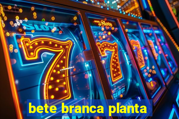 bete branca planta